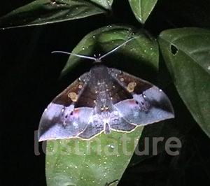 Noctuide aus Borneo