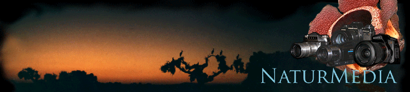 verschiedene Kameras