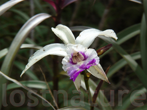 Foto Orchis Arundia
