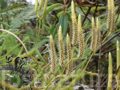 Foto Flechte Mount Kinabalu