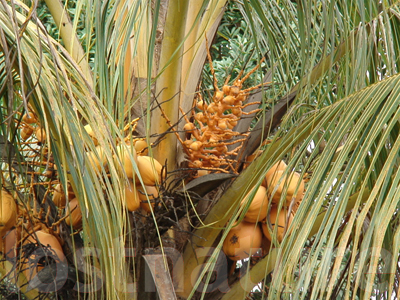 Foto Fruchtstand Kokospalme