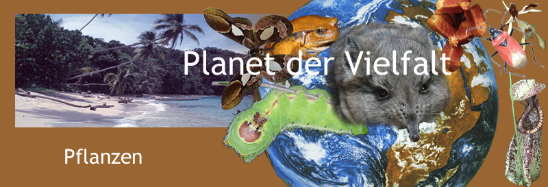 Darstellung biologische Vielfalt