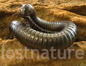 Foto Mombasa Express