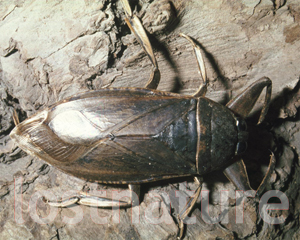 Foto Riesenwasserwanze