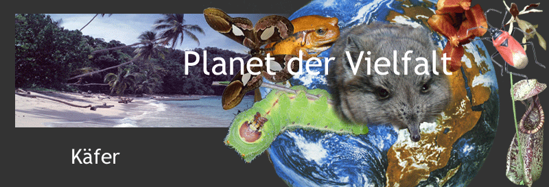 Darstellung biologische Vielfalt