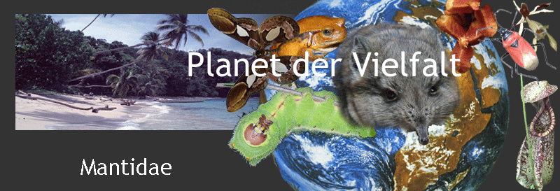 Darstellung biotische Vielfalt