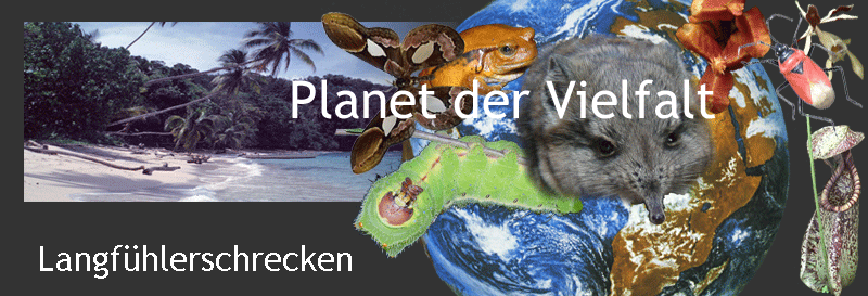 Darstellung biotische Vielfalt