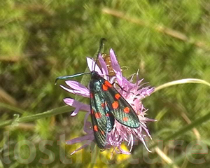 Foto Blutstr�pchen