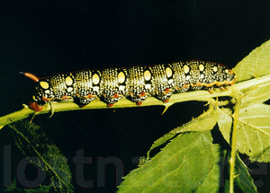 Foto Wolfsmilchschw�rmerraupe