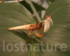 Foto Hymenopus
