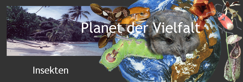 Darstellung biotische Vielfalt