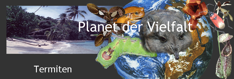 Darstellung biotische Vielfalt
