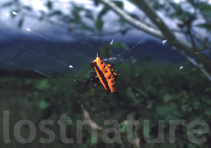 Foto Stachelspinne Wamena