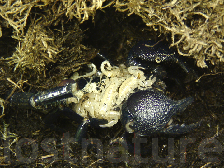 Brutpflege Riesenwaldskorpion