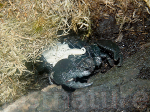 Foto Riesenwaldskorpion