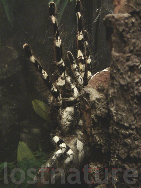 Foto Baumvogelspinne