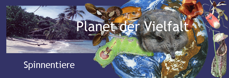 Darstellung der biotischen Vielfalt
