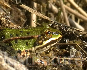 Foto kleiner Wasserfrosch