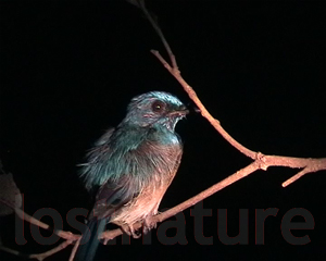 Foto Blauer Fliegenschnäpper