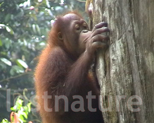 Foto Orang Utan