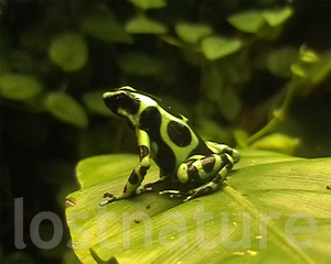 Foto Pfeilgiftfrosch