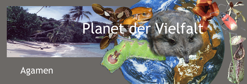 Darstellung Vielfalt