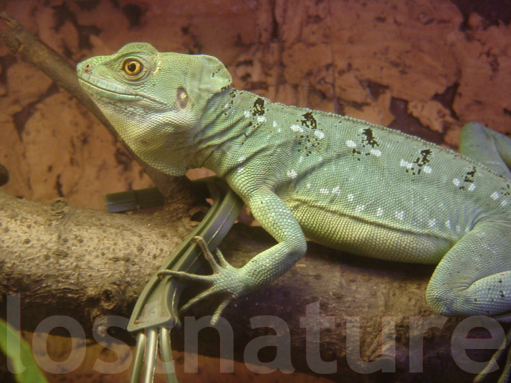 Foto Stirnlappenbasilisk