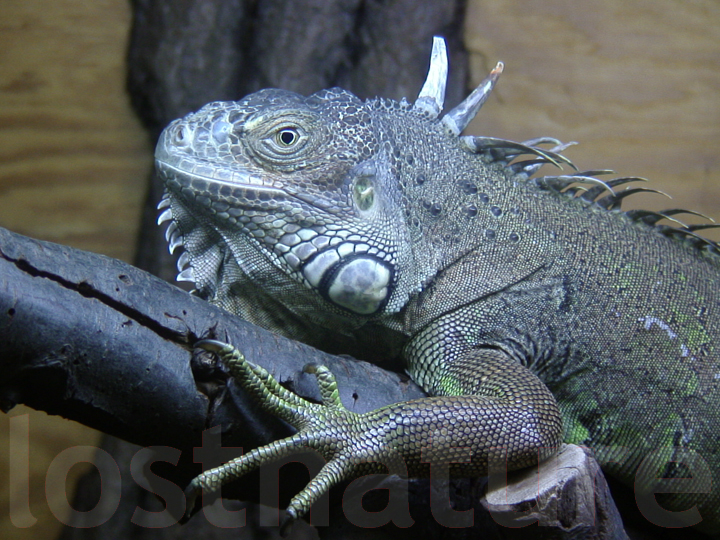 Foto Gr�ner Leguan