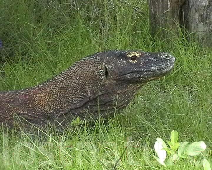 Foto Komodowaran