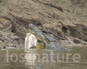 Foto Leistenkrokodil