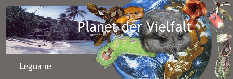 Darstellung biotische Vielfalt
