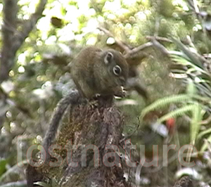 Foto Jentkinsh�rnchen