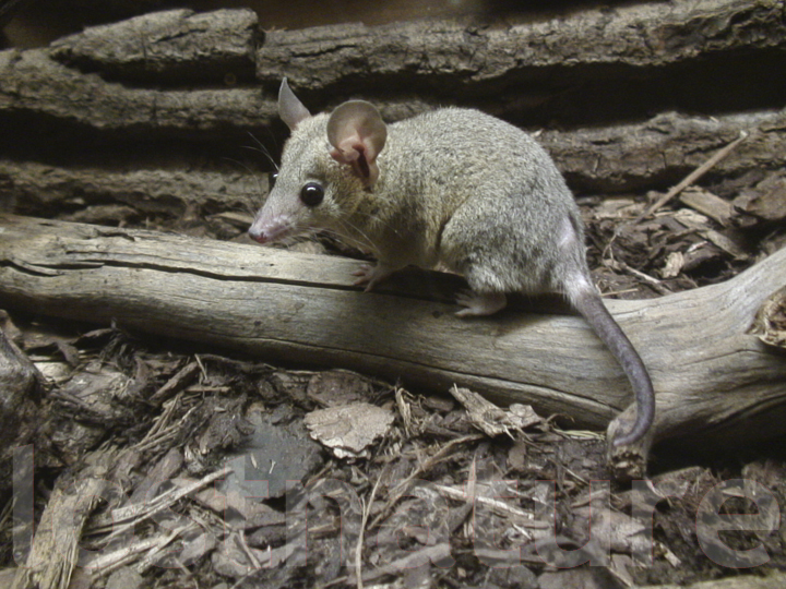 Foto Kurzschwanzoppossum