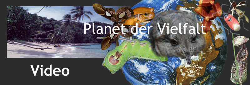Darstellung biologische Vieolfalt